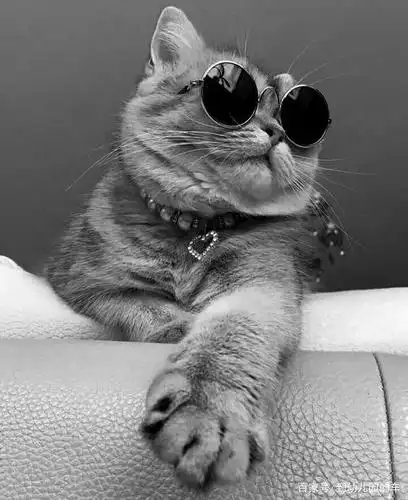 戴眼镜的猫,一种莫名的酷