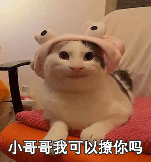 wireshark可以抓模拟器包吗_沙雕猫表情包:我可以撩你吗?