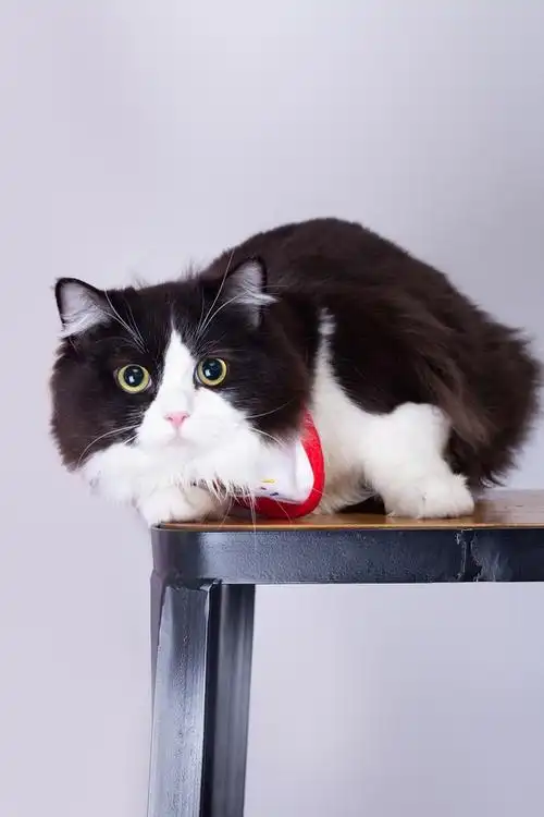 【讨论】想看看大家的黑色/黑白色长毛猫