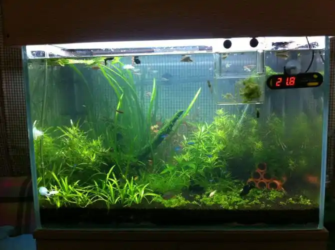 四,鱼缸摆放的环境