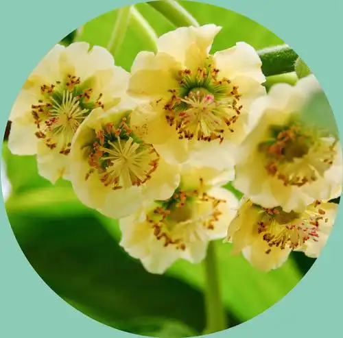 猕猴桃花盛开时|猕猴|安镇|锡山区_新浪网