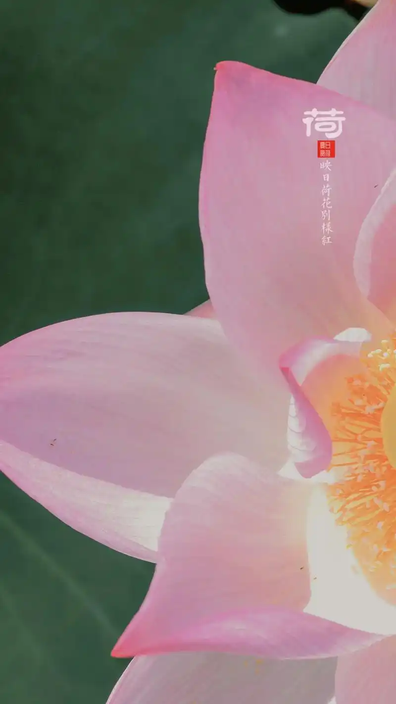 映日莲花别样红#好运莲莲  #摄影 - 抖音