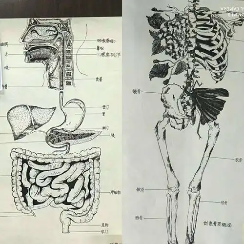 四川育英医科技校首届人体解剖学绘画赛