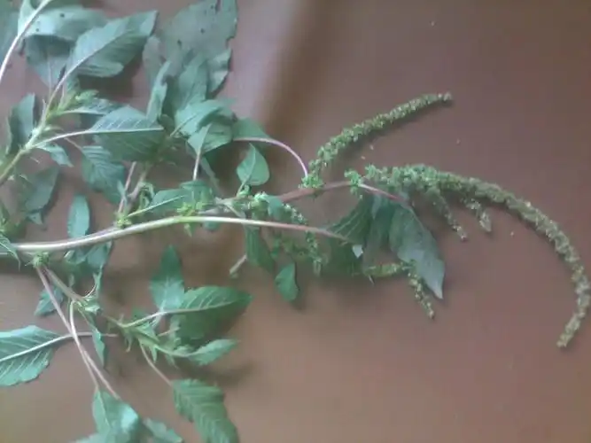 红杆带刺的是什么药材