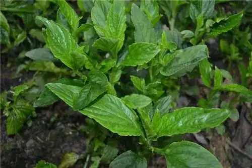 灵香草可以有治疗疾病的作用,大家可以利用起来,而且也可以有很好的