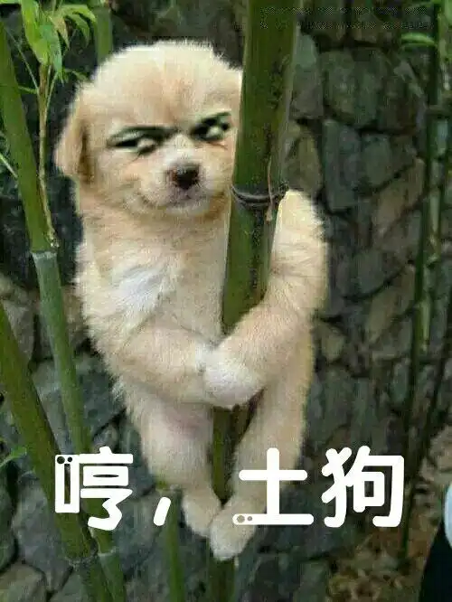 哼,土狗