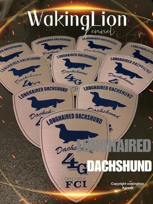 wakinglionkennel迷你长毛腊肠犬