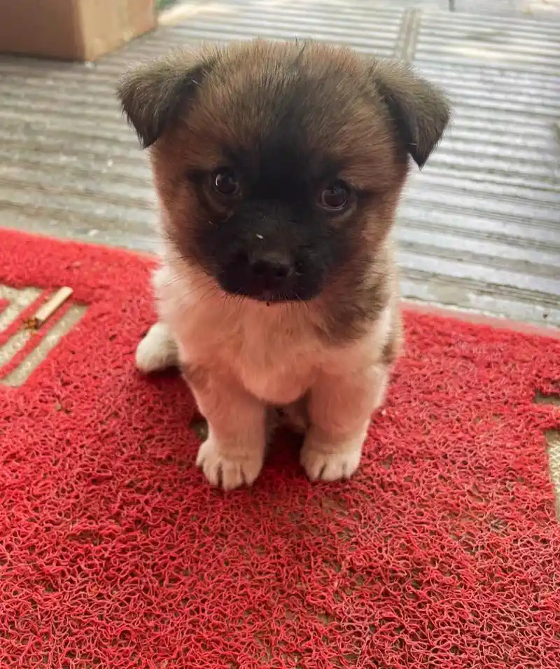 网友:今天捡到一只小土狗,好乖呀,我还以为它的尾巴就长这样,我妈说有