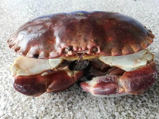 苏格兰面包蟹 88元/斤