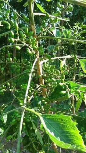 中药材鸦胆子苗