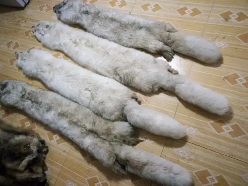 德州白色狐狸皮多少钱