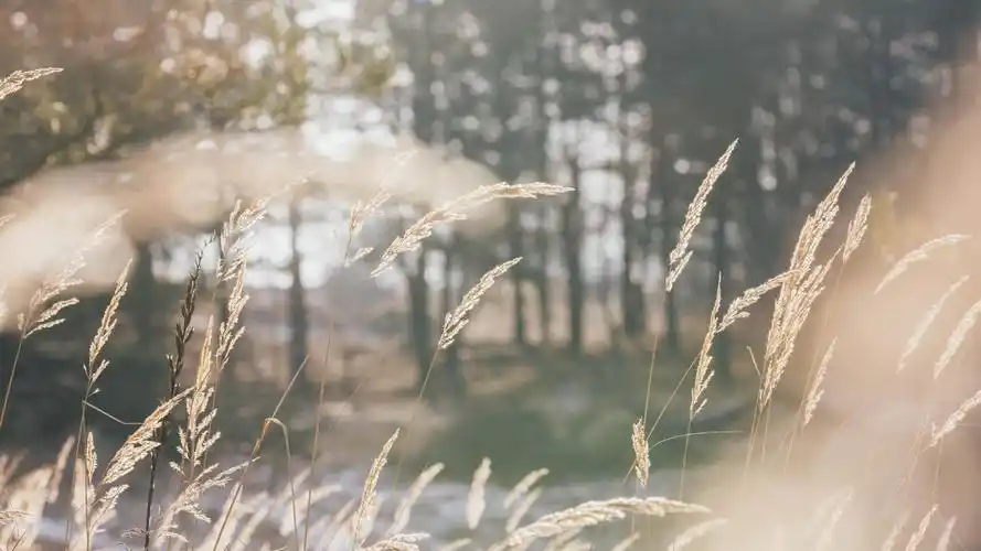 唯美芦苇意境风光1920x1080分辨率查看