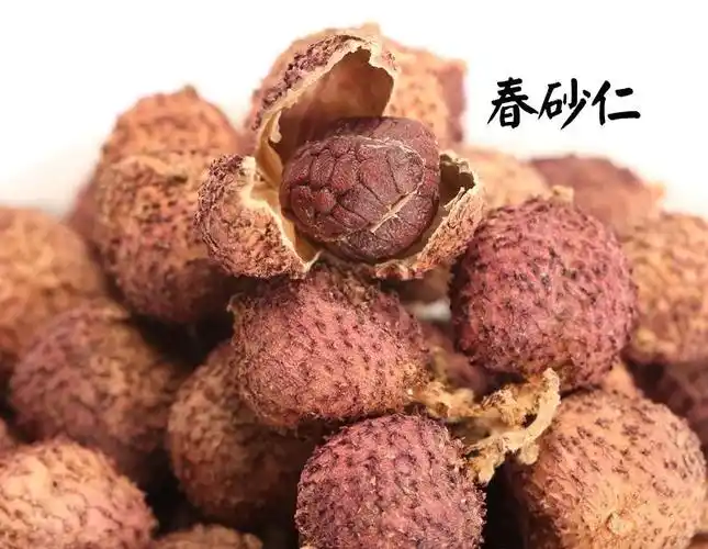 中药砂仁中药古今研究砂仁