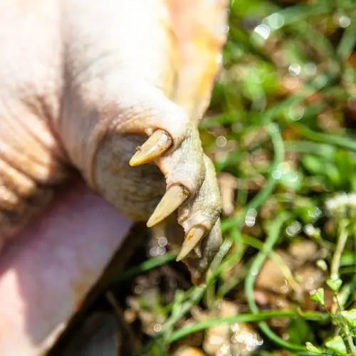 野生鲜活王八甲鱼活体团鱼千岛湖水鱼