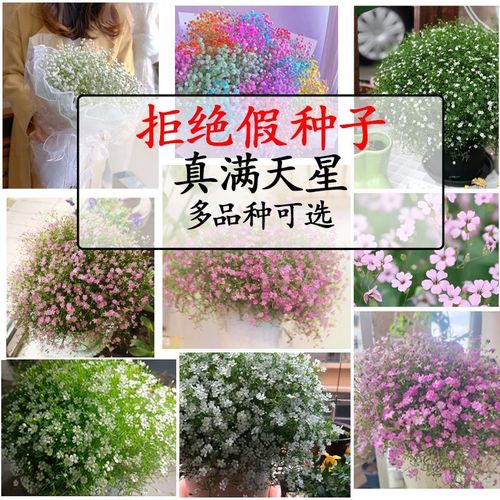 满天星种子吉普赛花籽宿根四季开花种子阳台盆栽易爆盆观花卉植物