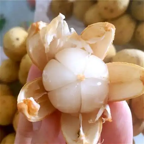 木奶果龙宫果西双版纳热带罕见稀有水果孕妇水果1斤顺丰直达 1斤尝鲜