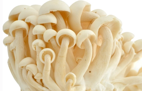 白玉菇需要焯水吗 白玉菇不能和什么一起吃