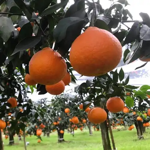 四川耙耙柑春见粑粑柑精品礼盒10斤整箱新鲜桔子