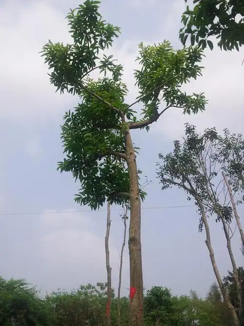 大量出罗蒙树,白红皮龙胆树,品种靓 价格优惠