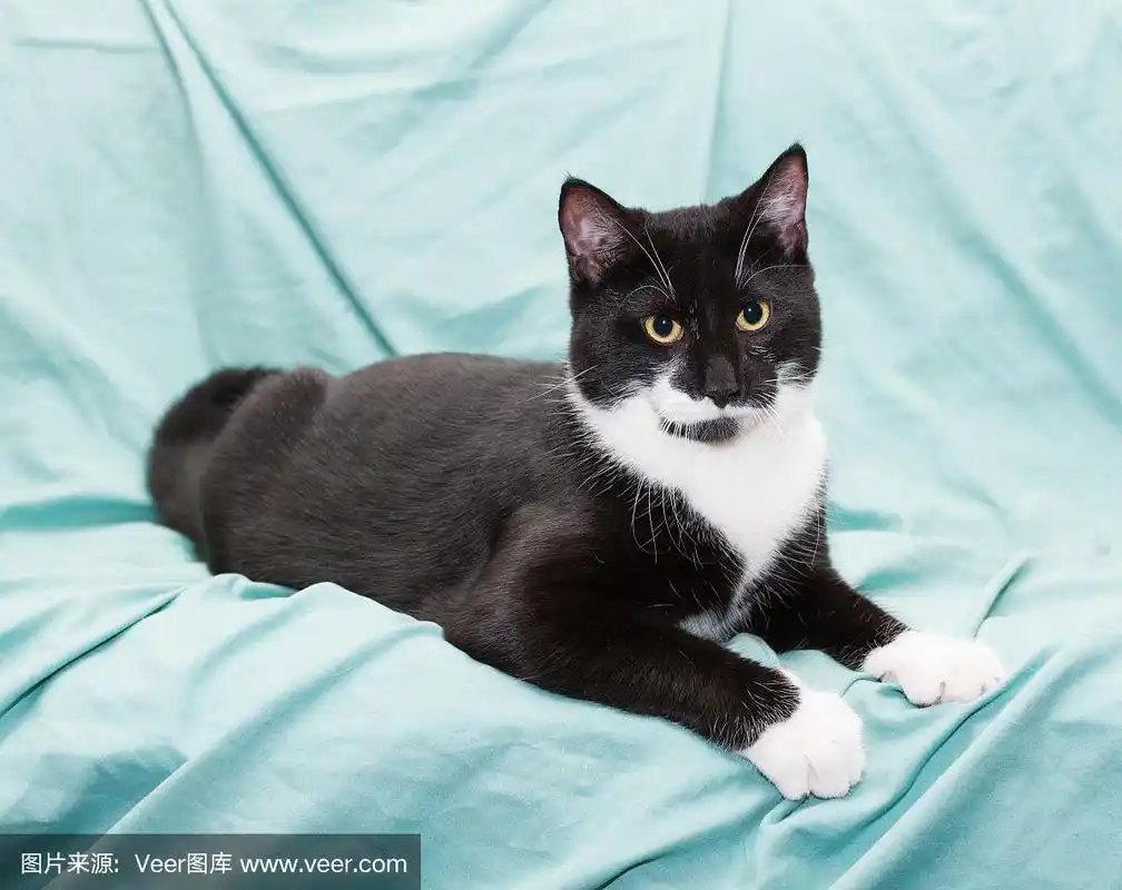 黄眼睛的黑白猫躺着