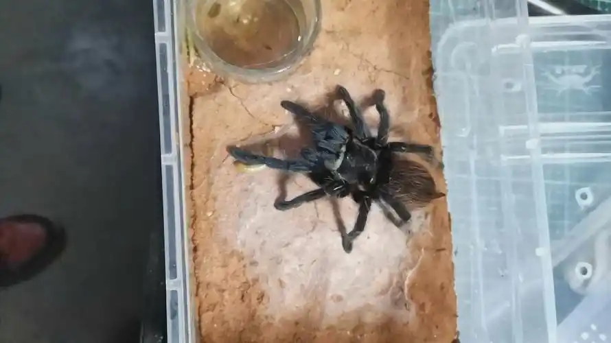 墨西哥红尾蜘蛛,蜕皮大概两个星期了_哔哩哔哩 (゜-゜)つロ 干杯