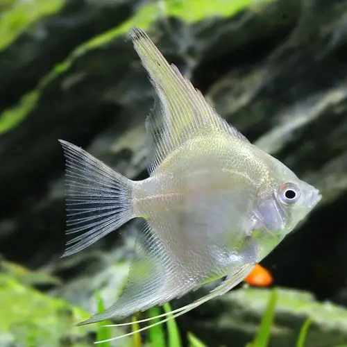 3-4cm白神仙燕鱼活体小型淡水热带观赏鱼水族宠物鱼渔场批发包活