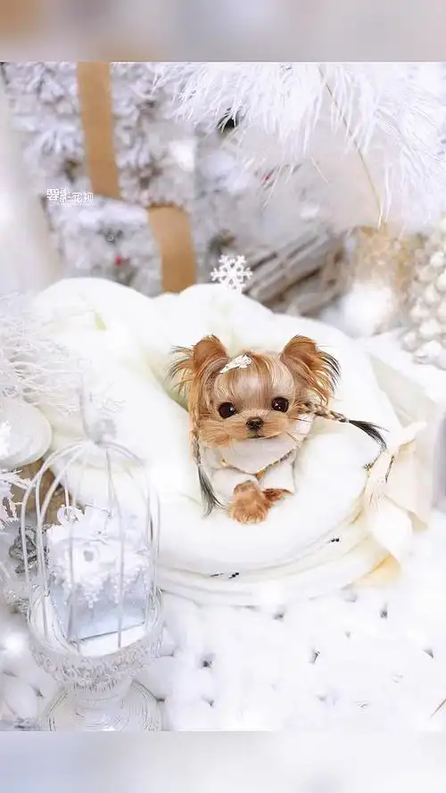 约克夏白色圣诞节