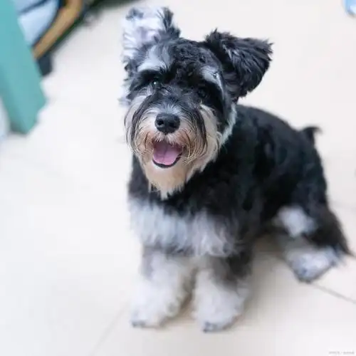 怎么去挑选一只纯种的雪纳瑞?