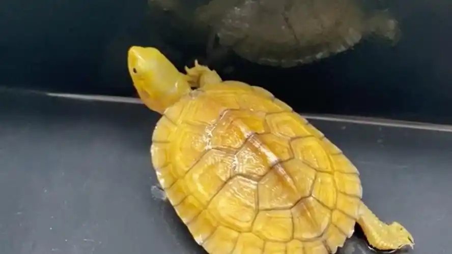 安徽黄喉龟,也叫小青或者皖喉