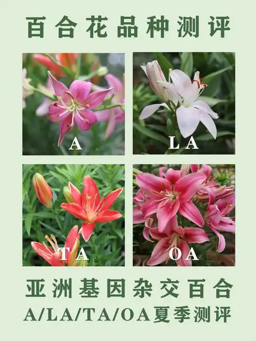 百合基因的品种为例,测试它们在夏季40度高温无遮阳情况下,开花表现
