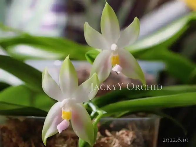 原生趣味蝴蝶兰粉色贝丽娜粉贝