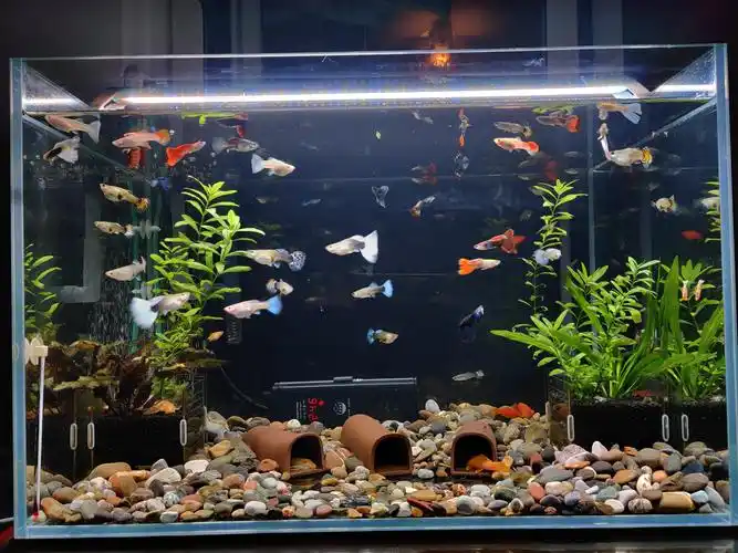 小知识鱼缸养什么鱼最好养活初学养鱼选4种皮实好养的小鱼