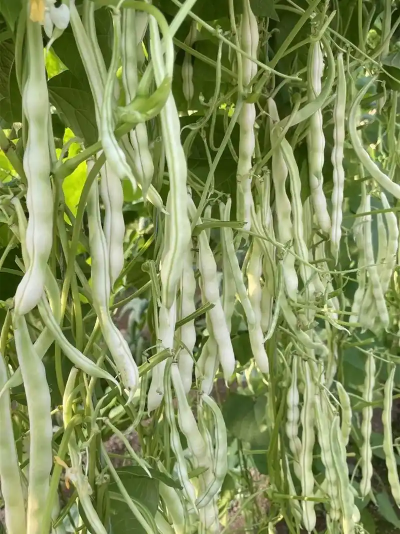 白芸豆怎么种能像我得一样多?一定要记得打顶,不会的和我学,打 - 抖音