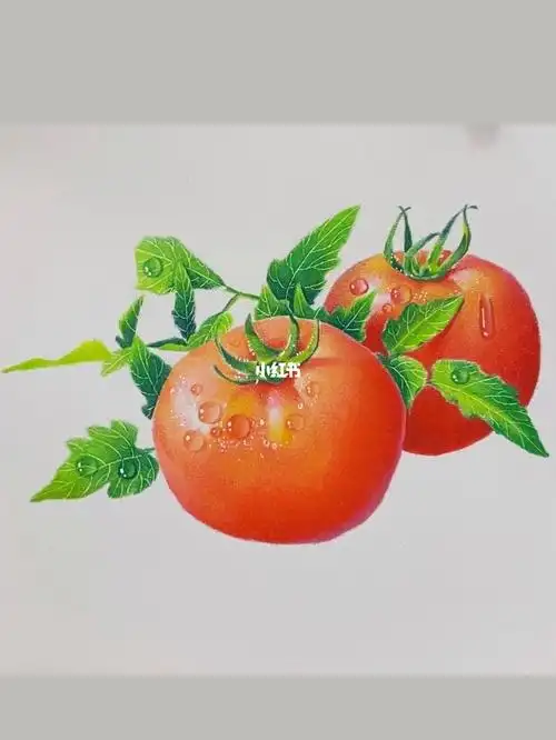 超详细画画视频用彩铅笔画一个西红柿