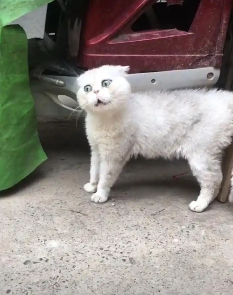 路边俩猫对峙,这表情包不就来了吗