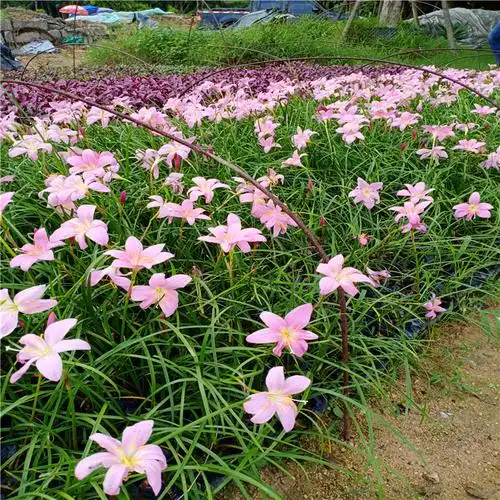 基地批发韭兰苗韭兰袋苗红花葱兰杯苗规格齐全欢迎咨询