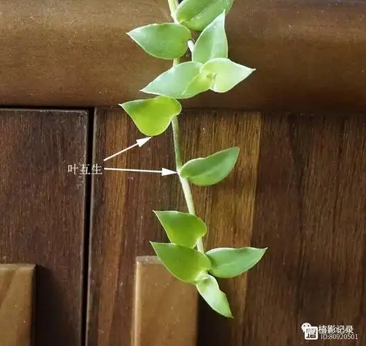 洋竹草,细绿迎春苒苒回