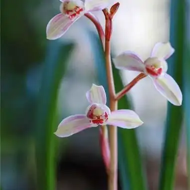 花仙子1盆 - 中国兰花交易网