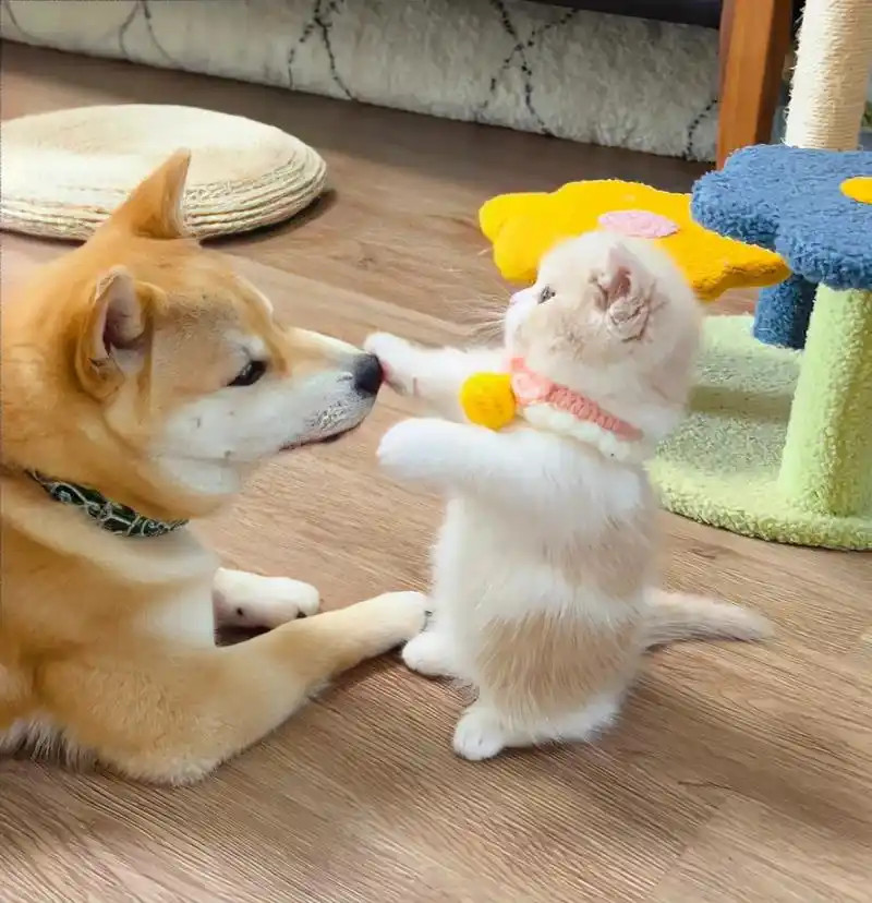 狗狗和猫猫的情头也太可爱了,谁能抗拒呢