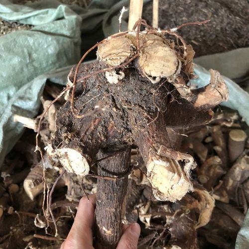 了哥王根中药材了歌王根带皮500克包邮 雀仔麻九信草山豆了地棉皮