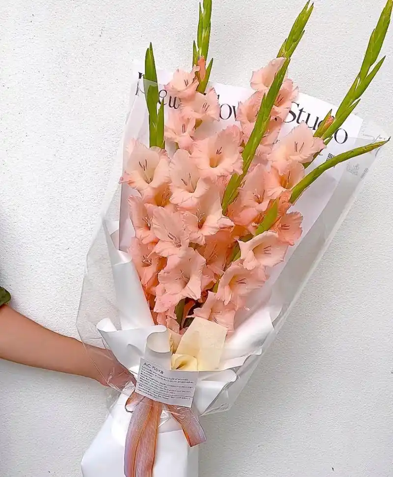 教师节花束推荐 剑兰花束 寓意健康长寿,节节高升 也适合送给长辈