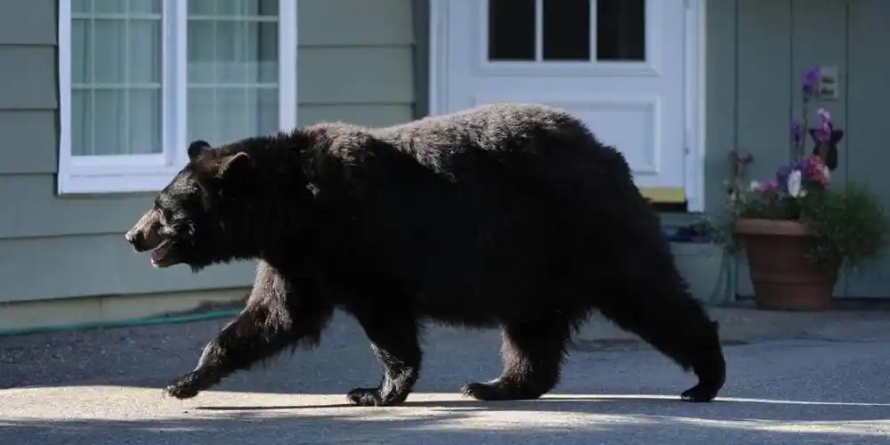 1种傻鸟啥都吃,吃成铅中毒,濒危也不老实,入侵民宅拉1阳台屎_秃鹫