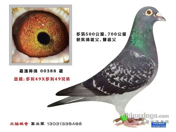 雄通多利49,多利49兄弟,鸟冠 新疆兴焰鸽舍种鸽欣赏