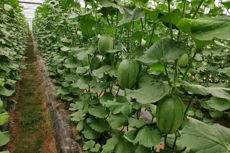 如何让大棚甜瓜高产做好这三点管理很关键