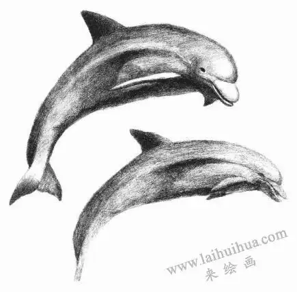 海豚的素描画法