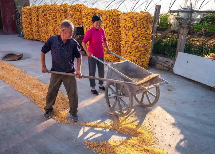 组图金秋丰收季玉米收获忙