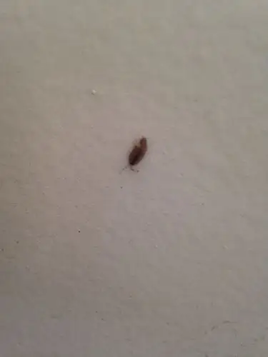 学校柜子发霉,不让换,还有好多这样的小虫子,好无奈,这该怎么解决?