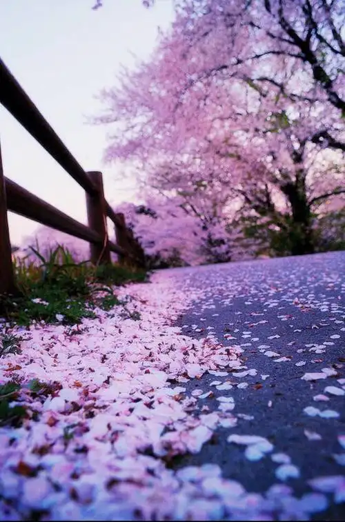 那条孤独到底的路 ,那朵独自凋零的花.