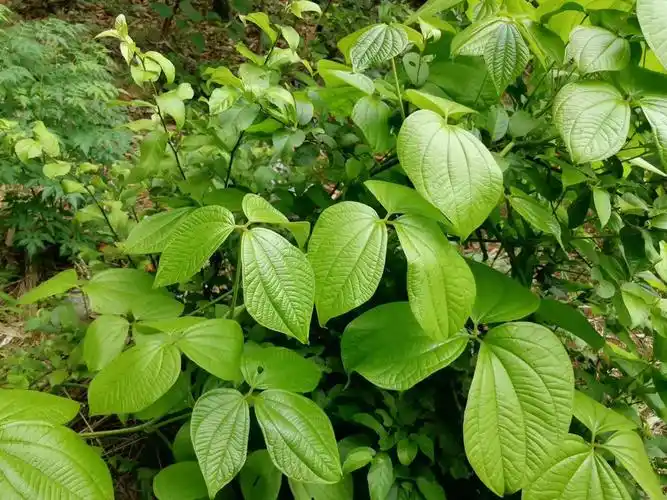 本草江湖(十九)