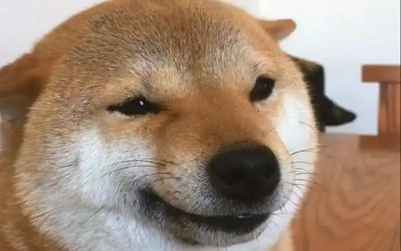 超萌柴犬,狗狗只要面对着主人就露出贱贱的微笑,太可爱了